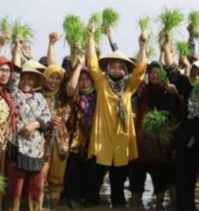 Calon Bupati No Urut 3 Nesy Mustafa Siap Sejahterakan Petani Singkong, Ini Caranya