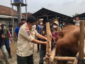 Lamteng jadi Pilot Project dalam Pengembangan Sapi jenis Belgian Blue melalui Program Sikomandan