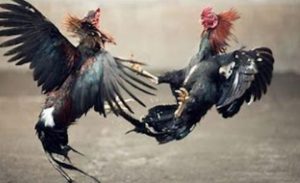 Polres Way Kanan Kembali Grebek Perjudian Sabung Ayam Di Negeri agung
